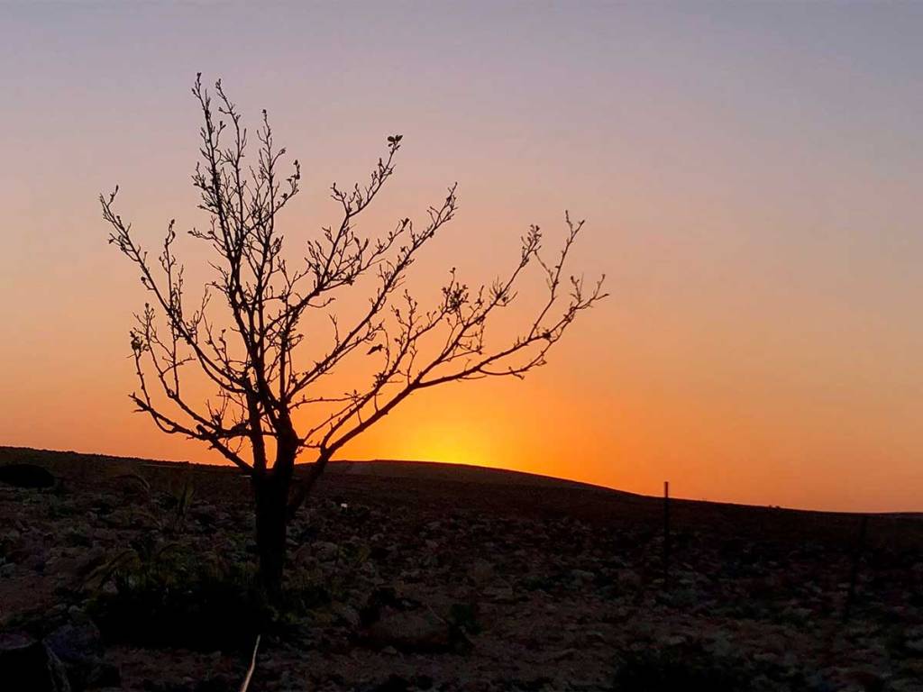 זמן מדבר - שקיעה עם עץ לפניו